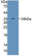 PLIN4 / S3-12 Antibody (PE)