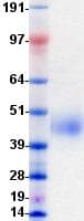 Human CD19 Protein (Recombinant DDK (Flag)-His, C-terminus)
