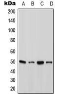 Polyclonal Rabbit anti-Human ATXN10 / SCA10 Antibody (N-Terminus, WB)