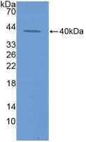 CCL11 / Eotaxin Antibody (aa24-97)
