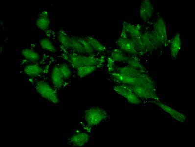 Polyclonal Rabbit anti-Human HIST1H3A Antibody (IF)
