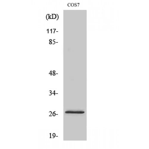 DUSP19 / SKRP1 Antibody (80-160 aa, Internal)