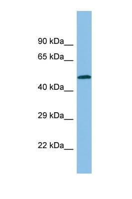 SH3BP1 Antibody (C-Terminus)