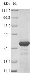 Aspergillus restrictus ret Protein (Recombinant 10His, N-terminus + Myc, C-terminus)