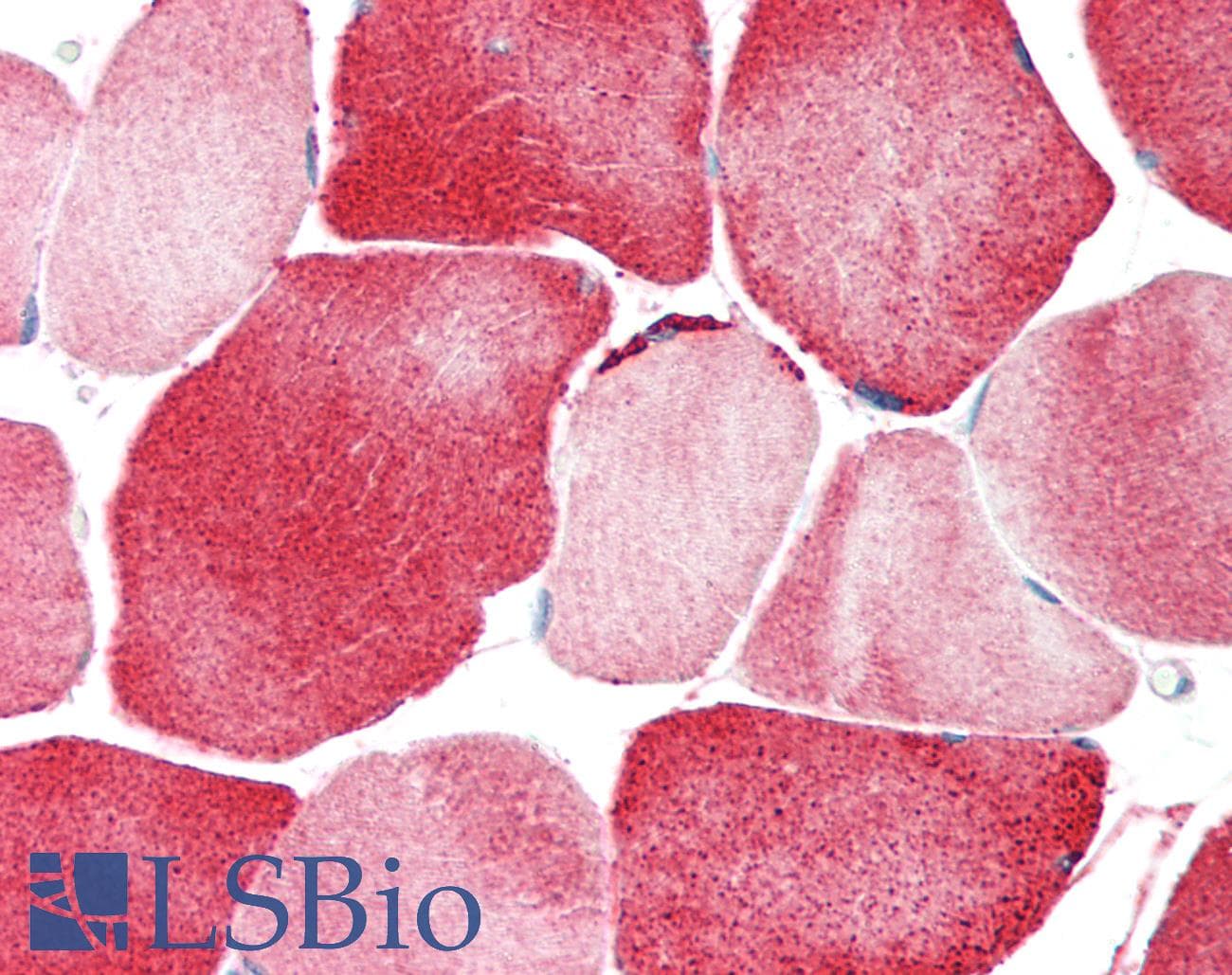 KCNJ12 / Kir2.2 Antibody (aa360-409)