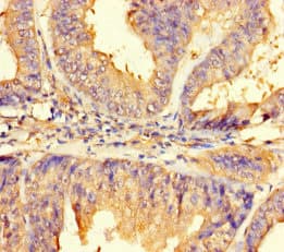 IMPACT Antibody