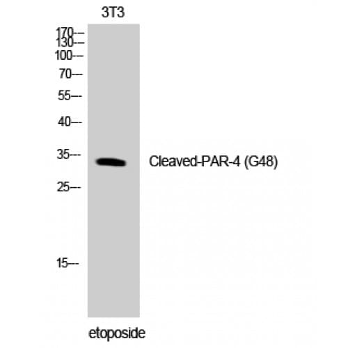 F2RL3 / PAR4 Antibody (40-120 aa, N-terminal)