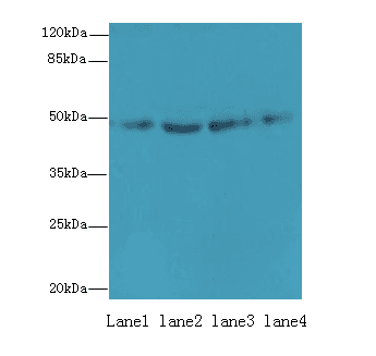 EVA1C Antibody