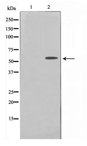 TBX22 Antibody