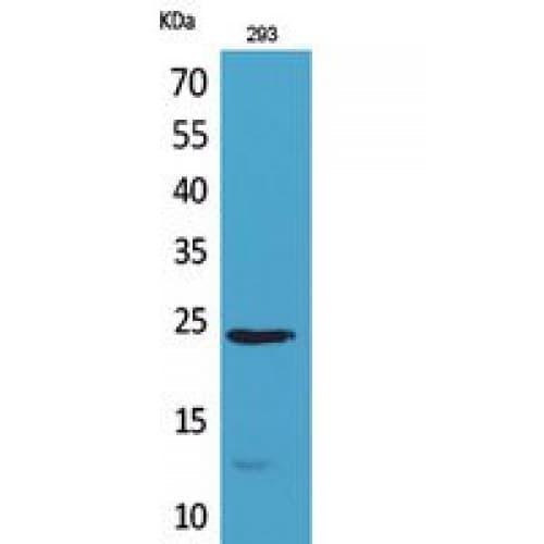 IL24 Antibody (131-180 aa, Internal)