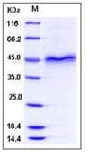 Human FST / Follistatin Protein (Recombinant His,C-terminus)