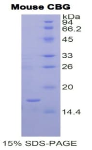 Mouse SERPINA6 / CBG Protein (Recombinant His)