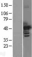 BMP7 Protein (Over-Expression Lysate Myc-DDK (Flag))