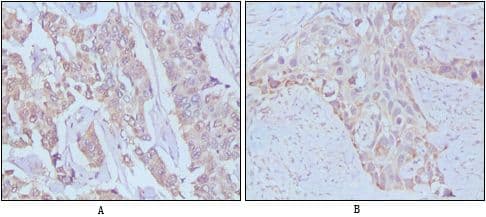 EGF Antibody (clone 9D7F11)