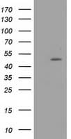 Monoclonal Mouse anti-Human PACSIN3 Antibody (clone OTI4G7, WB)
