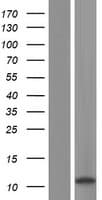 OAS2 Protein (Over-Expression Lysate Myc-DDK (Flag))