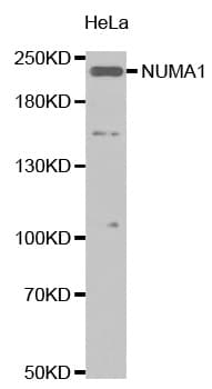 Polyclonal Rabbit anti-Human NUMA1 / NUMA Antibody (IHC, IF, WB)