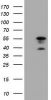 DYNC1LI1 Antibody (clone OTI1B9)