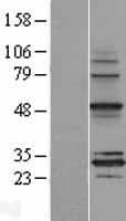 MRPS18B Protein (Over-Expression Lysate Myc-DDK (Flag))