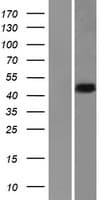 HNRNPDL / hnRNP D Protein (Over-Expression Lysate Myc-DDK (Flag))
