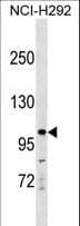 c-Kit / CD117 Antibody (aa340-369)