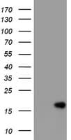 CD99 Antibody (clone OTI3G5)