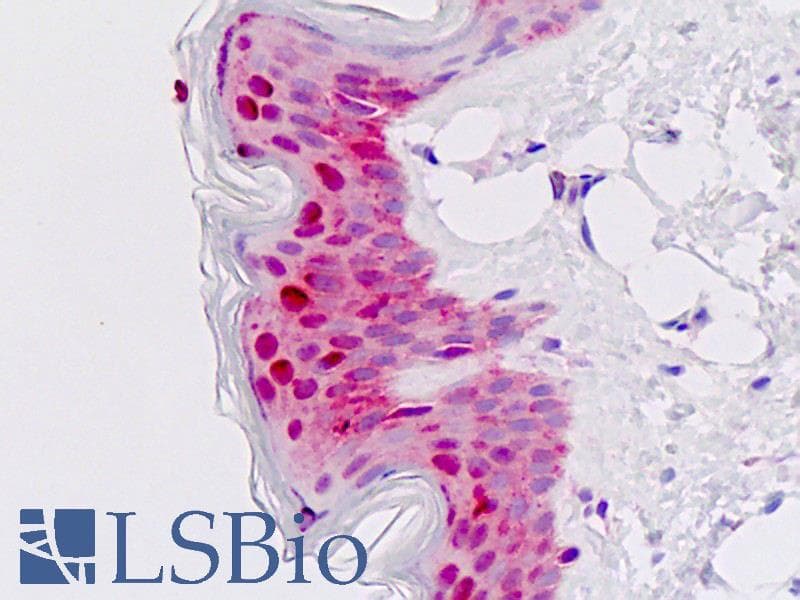 IHC-plus™ MSX2 / MSH Antibody (aa1-30)