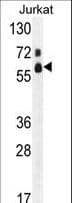 FASTK / FAST Antibody (aa519-549)