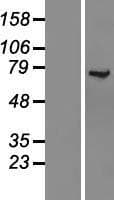 KLC1 / Kinesin Light Chain 1 Protein (Over-Expression Lysate Myc-DDK (Flag))
