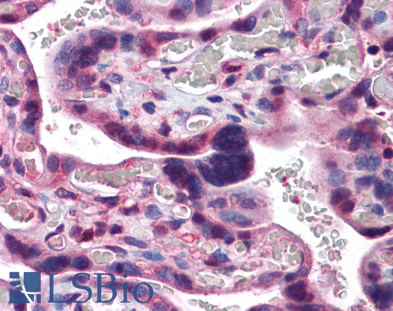 TIP120 / CAND1 Antibody (C-Terminus)