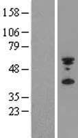 IFIX / PYHIN1 Protein (Over-Expression Lysate Myc-DDK (Flag))