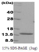 Human IRF3 Protein (Recombinant)