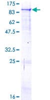Human THNSL1 Protein (Recombinant GST)