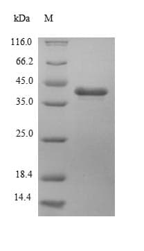 Escherichia coli HPH Protein (Recombinant 6His, N-terminus)