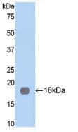 MME / CD10 Antibody (aa286-428, APC)