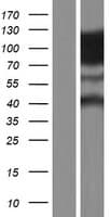 Human DNM2 / Dynamin-2 Protein (Over-Expression Lysate Myc-DDK (Flag))