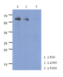 PARP2 Antibody (clone AT29G4)