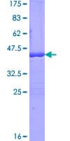 Human ISA2 / ISCA2 Protein (Recombinant GST)