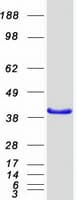 Human PBK / TOPK Protein (Recombinant Myc-DDK (Flag))