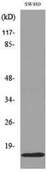 Polyclonal Rabbit anti-Human MDK / Midkine Antibody (WB)