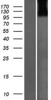 USP33 / VDU1 Protein (Over-Expression Lysate Myc-DDK (Flag))