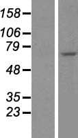 CDC7 Protein (Over-Expression Lysate Myc-DDK (Flag))