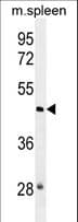 NSUN3 Antibody (aa83-112)