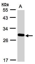 YIPF4 Antibody (aa1-192)