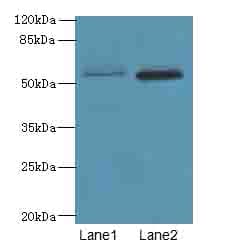 VWA9 / C15orf44 Antibody
