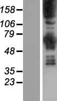 SYNJ1 / Synaptojanin Protein (Over-Expression Lysate Myc-DDK (Flag))