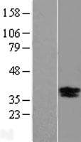 BDNF Protein (Over-Expression Lysate Myc-DDK (Flag))