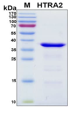 Human HTRA2 / OMI Protein (Recombinant 6His, N-terminus)