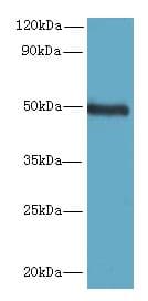 C5orf22 Antibody