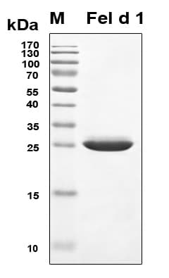 Cat CH2 Protein (Recombinant TRX-6His, N-terminus)